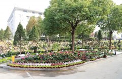 以树为碑：生命的另一种生长